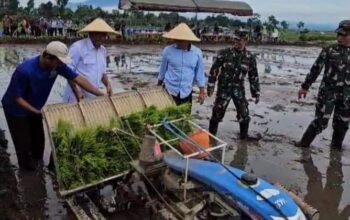 Dinas pertanian Tulungagung bersama Bupati dan wakil Bupati terpilih tanam demplot padi di Desa Ngantru.