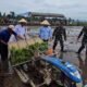 Dinas pertanian Tulungagung bersama Bupati dan wakil Bupati terpilih tanam demplot padi di Desa Ngantru.