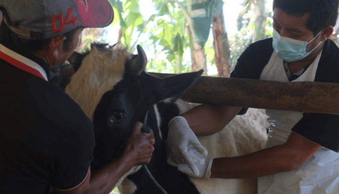 Kasus PMK di Kabupaten Trenggalek Meroket, Menyebar hingga ke Empat Kecamatan