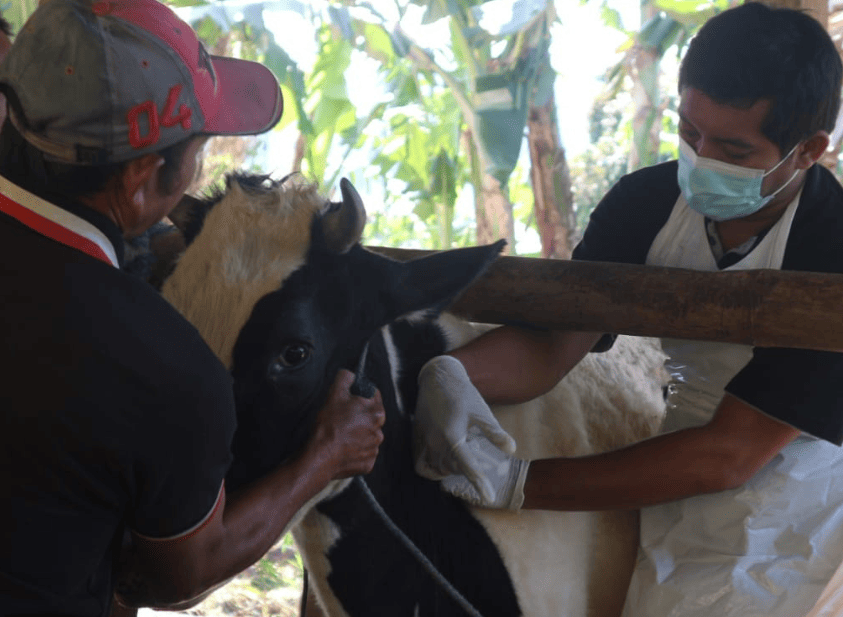 Proses vaksinasi terhadap sapi untuk mencegah terpapar wabah PMK di Trenggalek.