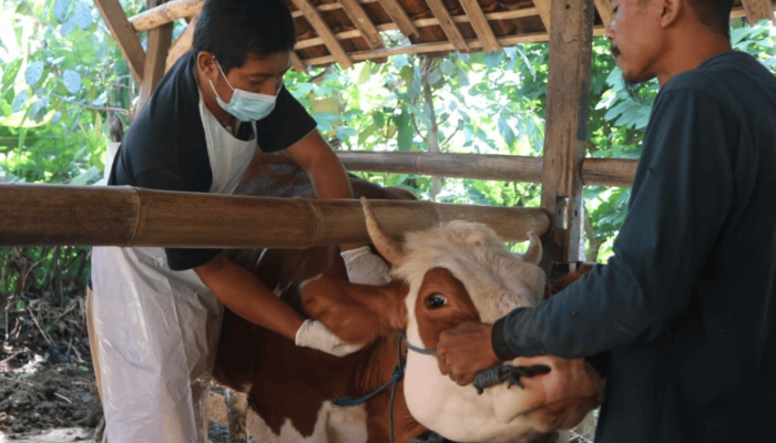 Serangan Mematikan Wabah PMK di Trenggalek, Hewan-hewan Ternak Mati
