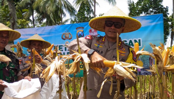 Kapolres Trenggalek AKBP Indra Ranudikarta mengikuti proses panen jagung yang diketahui di Polsek Panggul.