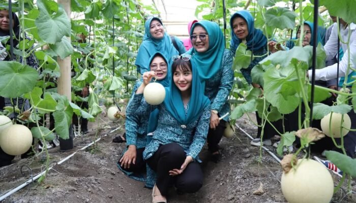 Novita Hardini Ketua TP PKK Trenggalek Mendorong Generasi Milenial Geluti Pertanian Melon