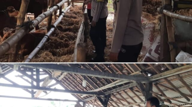 Polsek Patianrowo memantau langsung pemanfaatan lahan pekarangan bergizi berupa peternakan sapi milik warga di Desa Rowomarto, Kecamatan Patianrowo