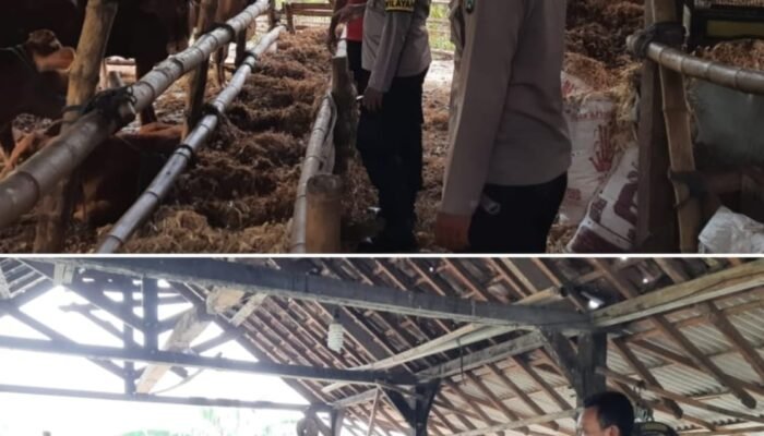 Manfaatkan Pekarangan, Polsek Patianrowo Dorong Ketahanan Pangan Lewat Peternakan Sapi