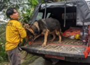 tim pencari dibantu dengan empat anjing pelacak. Anjing-anjing itu dua dari SAR dog (relawan) dan dua K9 dari Polda Jawa Timur