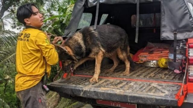 tim pencari dibantu dengan empat anjing pelacak. Anjing-anjing itu dua dari SAR dog (relawan) dan dua K9 dari Polda Jawa Timur