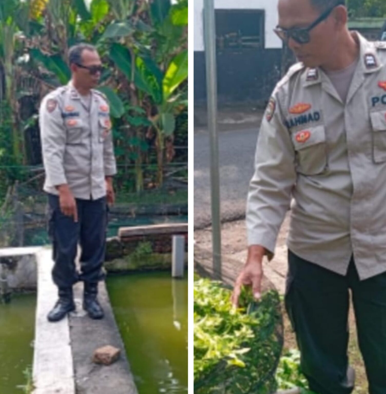 Polsek Pace Polres Nganjuk melakukan pemantauan terhadap budidaya ikan lele dan tanaman cabai milik warga di Desa Gondang