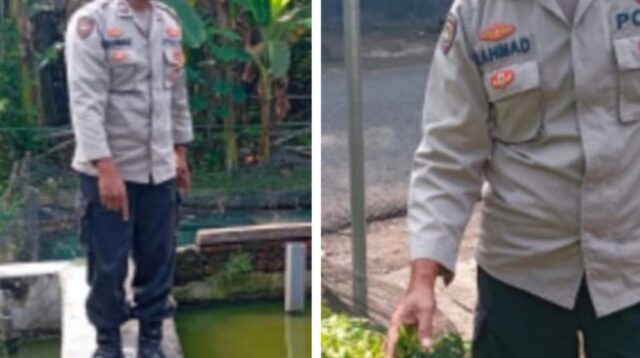 Polsek Pace Polres Nganjuk melakukan pemantauan terhadap budidaya ikan lele dan tanaman cabai milik warga di Desa Gondang