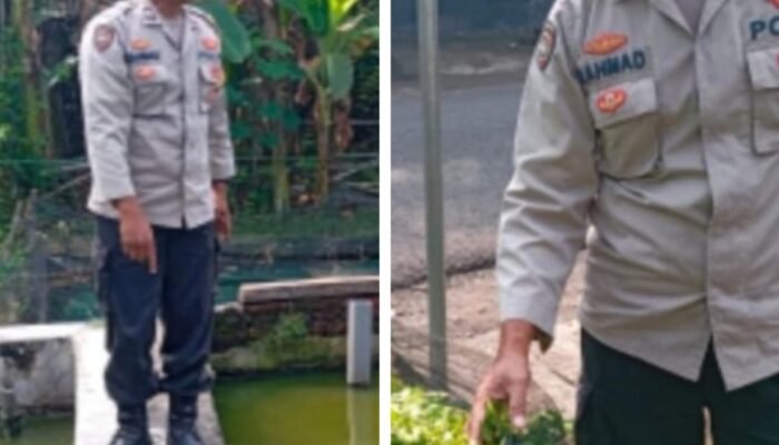 Polsek Pace Dukung Ketahanan Pangan Lewat Budidaya Lele dan Tanaman Cabai di Pekarangan Warga