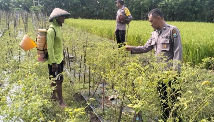 Optimalisasi Lahan Sela, Polsek Rejoso Dorong Ketahanan Pangan di Desa Talang