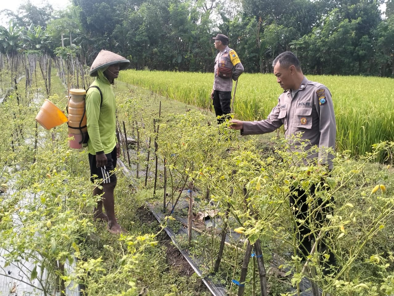 Polres Nganjuk melalui Polsek Rejoso menginisiasi kegiatan pemanfaatan lahan pekarangan dan lahan sela di antara tanaman utama