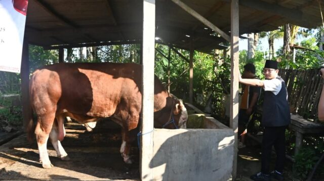 Bupati Trenggalek, Mochamad Nur Arifin saat meninjau langsung hewan kurban Presiden ke-8 RI, Prabowo Subianto