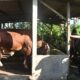 Presiden Ke-8 RI, Prabowo, Beli Sapi 1 Ton Up Asal Gembleb Trenggalek Jadi Hewan Kurban