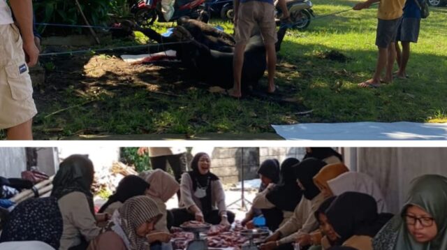 Dalam rangka memperingati Hari Raya Idul Adha 1446 H, Dewan Pimpinan Cabang (DPC) Partai Gerindra Kabupaten Tulungagung menyembelih dua ekor sapi