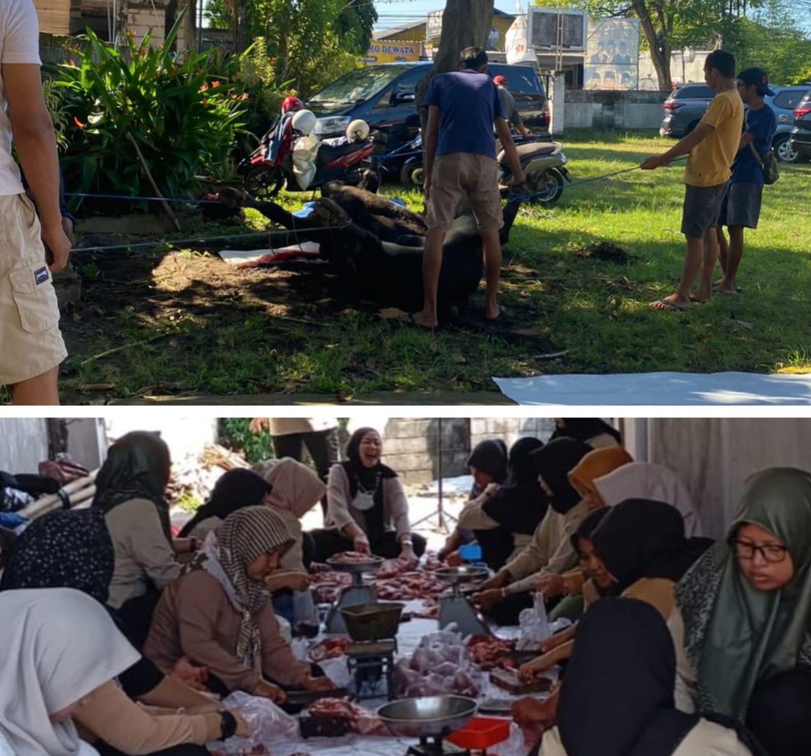 Dalam rangka memperingati Hari Raya Idul Adha 1446 H, Dewan Pimpinan Cabang (DPC) Partai Gerindra Kabupaten Tulungagung menyembelih dua ekor sapi