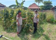 Warsito, warga Desa Sonopatik, Kecamatan Berbek, yang memanfaatkan pekarangan rumahnya untuk menanam kacang panjang dan terong