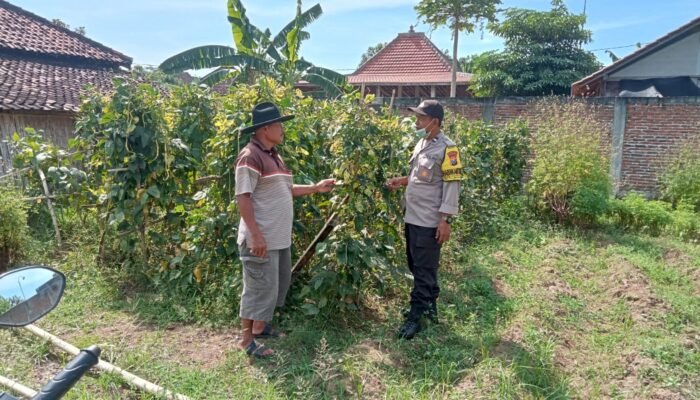 Optimalisasi Lahan Kosong, Warga Sonopatik Dukung Ketahanan Pangan Lewat Budidaya Kacang Panjang dan Terong