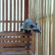 Bukan Cuma Penyu, Taman Kili-Kili Trenggalek Juga Punya Musang Luwak