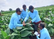 DKPP Kabupaten Tulungagung, Mengoptimalkan Pemanfaatan DBHCHT Tahun 2025 Pemberdayaan Petani Tembakau Tingkat Produksi