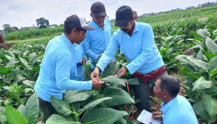 DKPP Kabupaten Tulungagung, Mengoptimalkan Pemanfaatan DBHCHT Tahun 2025 Pemberdayaan Petani Tembakau Tingkat Produksi