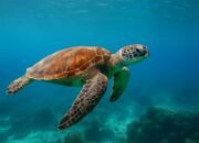 Pantai Taman Kili-Kili Harumkan Trenggalek di Kancah Nasional