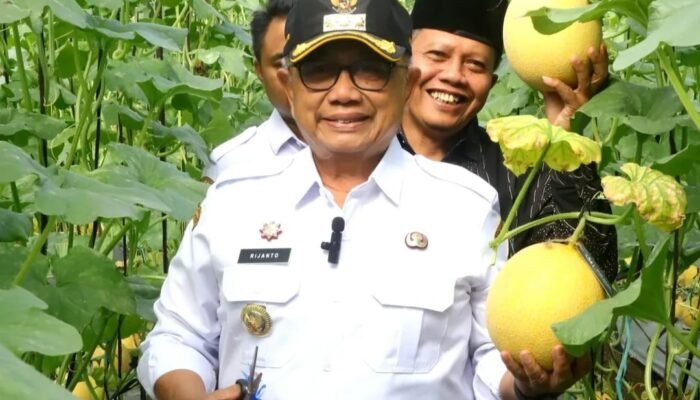 Panen Perdana Melon Greenhouse BUMDes Bakung, Bupati Blitar Apresiasi Inovasi Ketahanan Pangan Desa