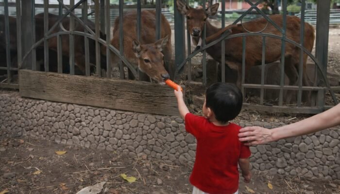 Rp600 Ribu per Hari untuk Pakan, Tapi Rusa Tetap Kurus – Ada Apa di Pendopo?