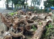 Puluhan Trembesi Ditebang, Batangnya Menghilang: Ada Apa di DLH?