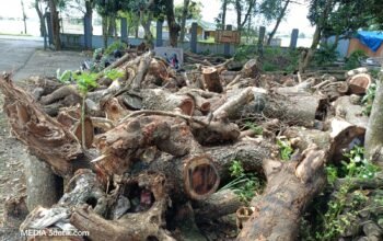 Puluhan Trembesi Ditebang, Batangnya Menghilang: Ada Apa di DLH?