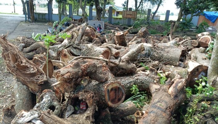 Puluhan Trembesi Ditebang, Batangnya Menghilang: Ada Apa di DLH?
