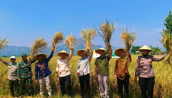 Panen Raya Boyolangu Dongkrak Optimisme Tulungagung Menuju Swasembada Pangan 2026