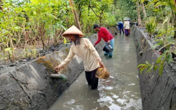 Pemerintah Desa Macanbang, terus mengoptimalkan program Padat Karya Tunai Desa (PKTD)