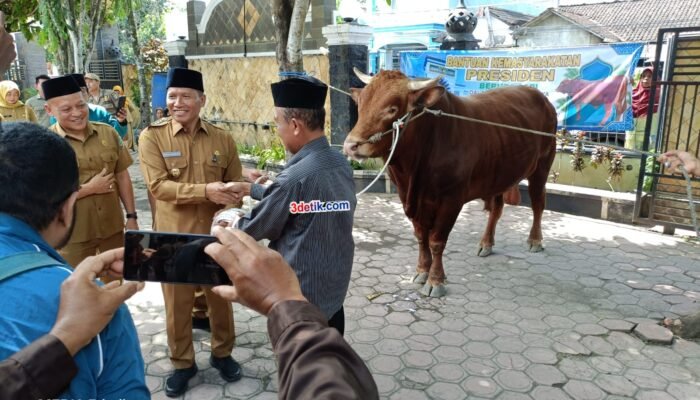 Plt Bupati Serahkan Sapi Kurban Bantuan Presiden ke Masjid Syariful Muttaqin