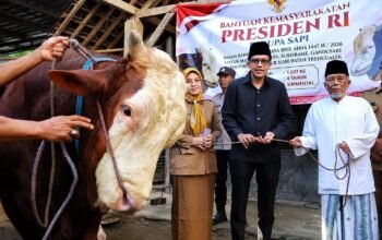 Penyerahan sapi kurban Presiden dilakukan oleh Wakil Bupati Trenggalek, Syah Mohamad Natanegara