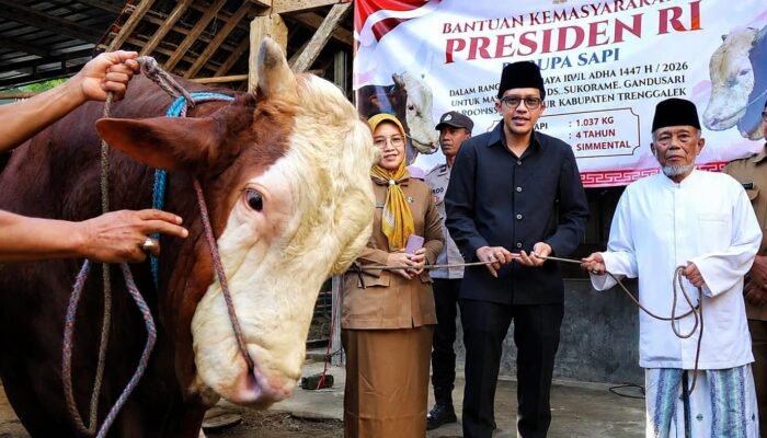 Sapi Kurban Presiden Berbobot 1 Ton Lebih Diserahkan ke Trenggalek, Akan Disembelih di Masjid Ngelo