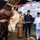 Sapi Kurban Presiden Berbobot 1 Ton Lebih Diserahkan ke Trenggalek, Akan Disembelih di Masjid Ngelo