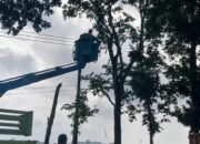 Percantik Wajah Kota, DLH dan BBPJN Rapikan Pohon di Jalur Utama Tulungagung–Trenggalek