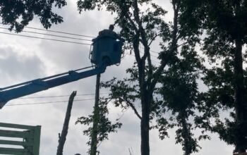 Percantik Wajah Kota, DLH dan BBPJN Rapikan Pohon di Jalur Utama Tulungagung–Trenggalek