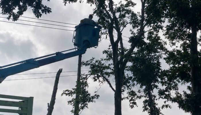 Percantik Wajah Kota, DLH dan BBPJN Rapikan Pohon di Jalur Utama Tulungagung–Trenggalek