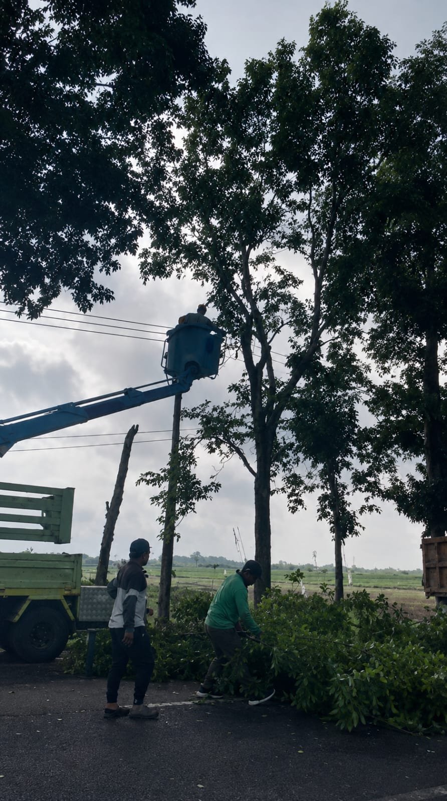 Melalui Dinas Lingkungan Hidup (DLH), Pemkab Tulungagung berkolaborasi dengan Balai Besar Pengelolaan Jalan Nasional (BBPJN) melakukan perapian dan pemangkasan pohon di sepanjang Jalan Sukarno-Hatta