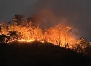 30 Hektare Lahan Warga di Polman Terbakar, Tim Gabungan Berjibaku Padamkan Api
