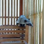 Musang Luwak di Pantai Kili-Kili, Trenggalek.
